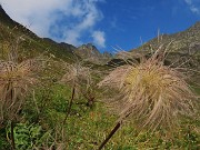 23 Pulsatilla alpina in fruttescenza